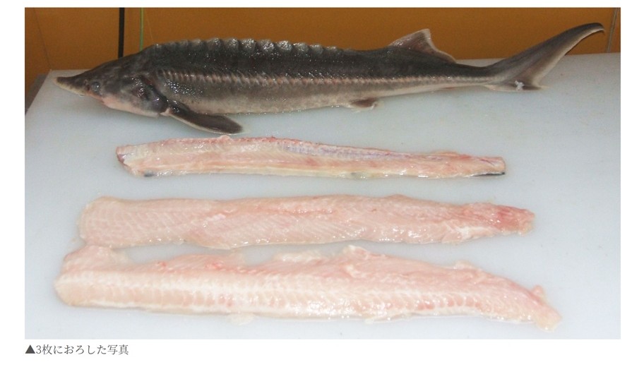 臭みがなくて食べやすい♪お子様にもおすすめなチョウザメのお肉の写真