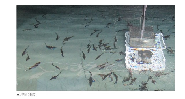 貴重な食材、チョウザメを愛情を込めて育てています！の写真