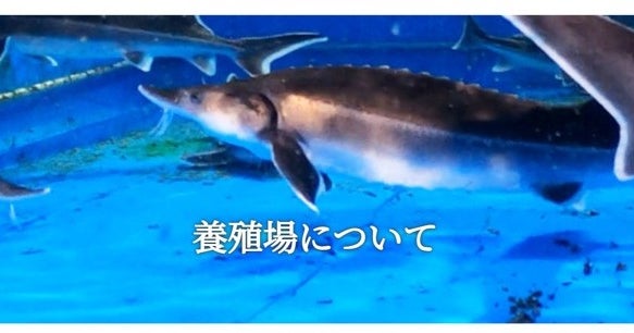 チョウザメ　2匹まとめ売り チョウザメ屋（周南市）