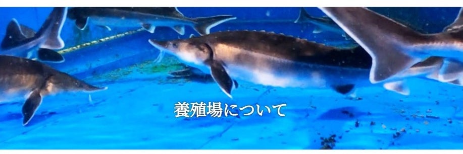 チョウザメ屋の画像