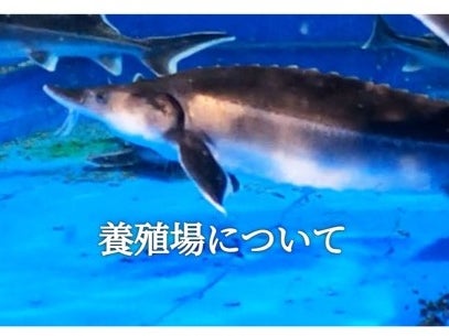 チョウザメ屋の画像